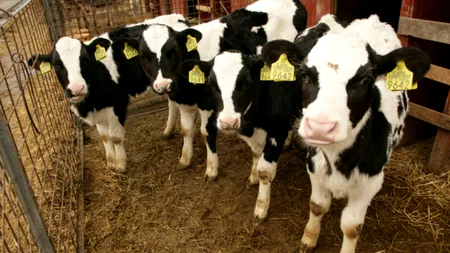 Subvenția APIA pentru vaca de lapte se majorează