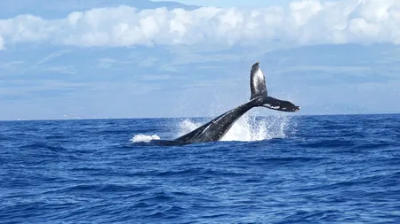Balenele albastre au revenit în largul coastelor spaniole ale oceanului Atlantic