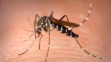 Febra oaselor rupte (dengue) alertează Europa: o consecință a schimbărilor climatice