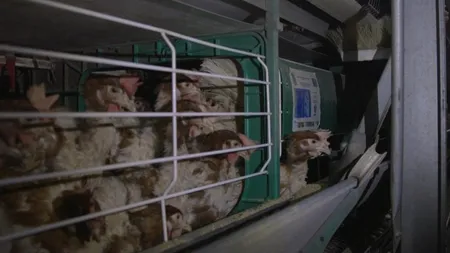 Cât de deschise sunt firmele din România la trendul global cage-free?
