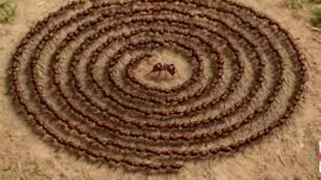 Spirala morții la furnici- Când ordinea devine haos sau unde se sfârșește drumul comun