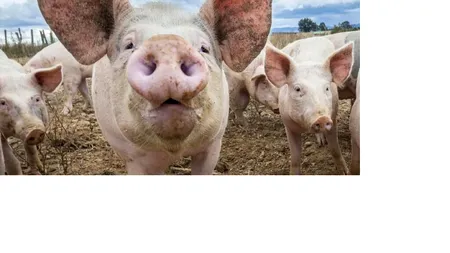 Prima persoană contaminată cu o tulpină similară gripei porcine, în Marea Britanie