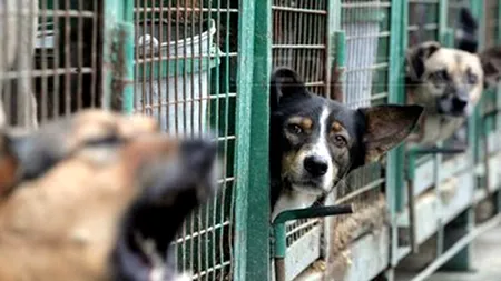 Ce se întâmplă în cel mai mare adăpost de câini din Giurgiu - ASPA IVETS?