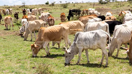 Un miliard de vaci sunt amenințate de stresul termic, până în 2100