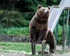 La Pitești, duminică a apărut un urs prin oraș