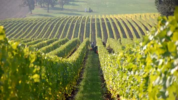 MADR modifică termenele de sprijin financiar pentru fermierii din sectorul vitivinicol
