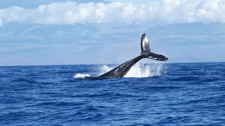 Balenele albastre au revenit în largul coastelor spaniole ale oceanului Atlantic
