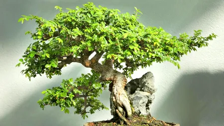 La „Grădina Japoneză” din Galați, expoziție florală dedicată „Bonsai”-ului