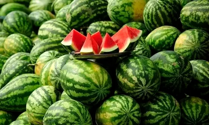 Au ieșit pe piață pepenii de Dăbuleni! Cât costă un kilogram la tarabă sau direct din bostan