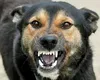Bărbat ucis de rabie după ce a fost mușcat de un câine vagabond. Alertă maximă