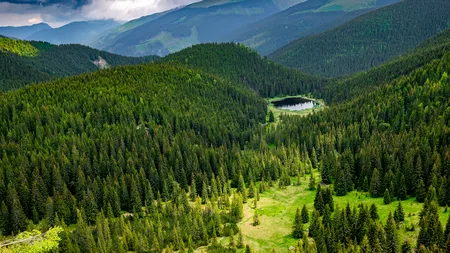 Pădurile lumii, concentrate în cinci țări. Ce loc ocupă România