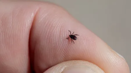 Cum se scoate corect o căpuşă pentru a evita o infecţie