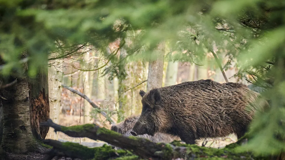Bărbat din Buzău, atacat de un porc mistreţ