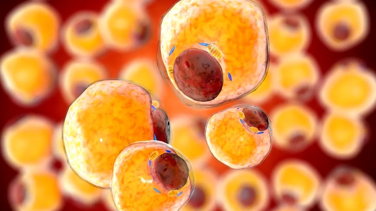 Transformarea celulelor albe în „cuptoare” de ars calorii: Descoperirea care ar putea revoluționa combaterea obezității