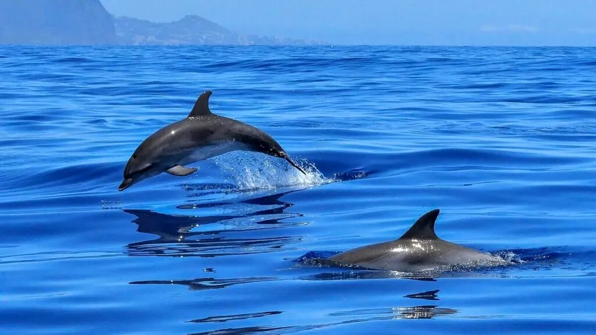 Delfinii sunt deranjați de zgomotul produs de oameni. Ce se întâmplă