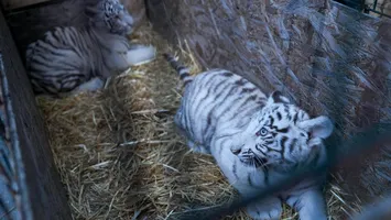 Doi pui de tigru alb, o specie rară – noile vedete ale singurei grădini zoologice din țară cu intrarea gratuită