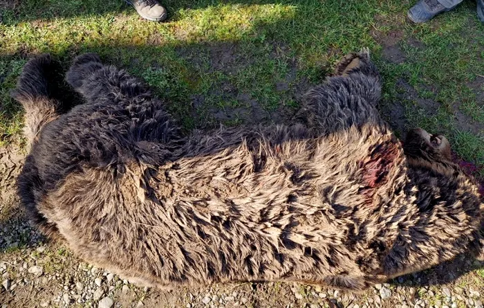 Scandal în Harghita: Urs masiv impuscat fără motiv în satul Tarnovita