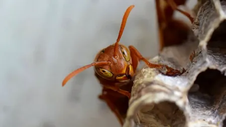 Alertă ecologică în SUA. Viespele parazite europene se extind și amenință insectele native