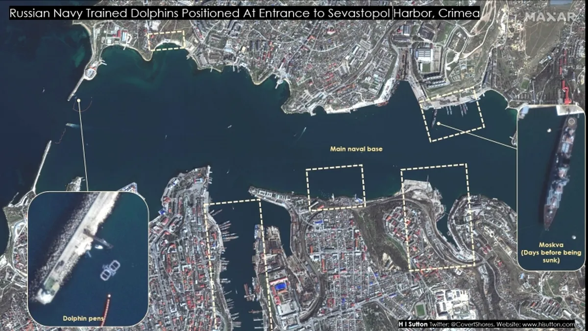 Războiul „altfel”: Delfinii dresați pentru flota din Sevastopol