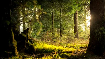 IKEA, acuzată că distruge pădurile rare din România. Greenpeace: „Sunt în joc ultimele păduri seculare din Carpați”
