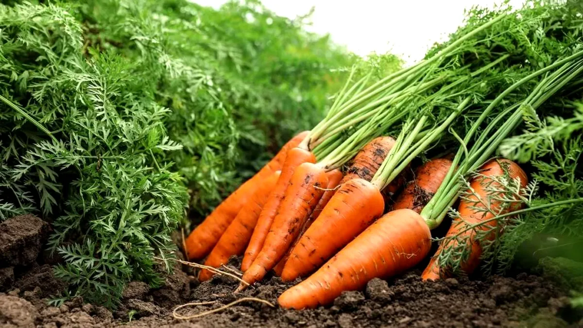 Mâncați săptămânal morcovi și scădeți riscul de cancer!