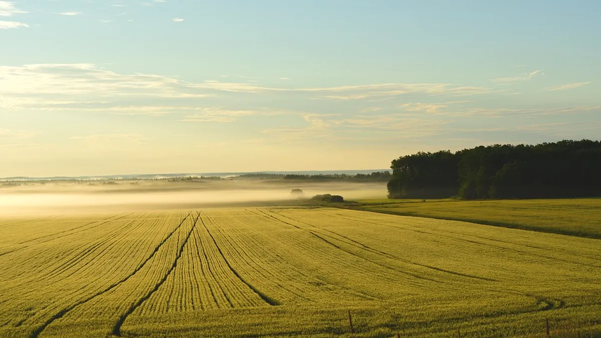 Exclusiv. Cea mai tare licitație la ADS din istorie. “Granzii” agriculturii românești se bat cu fonduri din afară