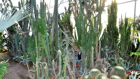 La Grădina Botanică din Galați, o seră cu „pădure tropicală” de la Amazon și din Madagascar, Guatemala și Canare