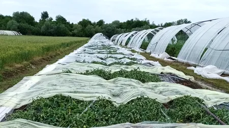Urgie la Grădinari, în Olt: Vijelia a pus la pământ solariile localnicilor (VIDEO)