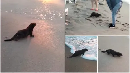 O vidră a fost surprinsă de turişti pe plaja din Eforie Nord