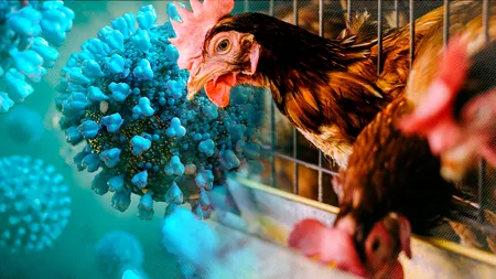 Pentru prima dată, gripa aviară H3N8 ucide o femeie în China