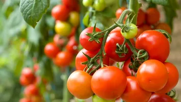 În ce legume sunt prezente cele mai multe pesticide. ANF a publicat raportul