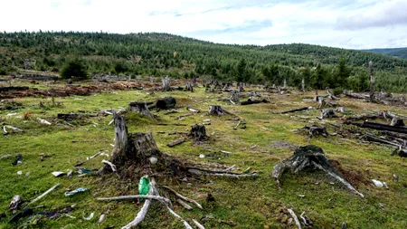 Pădurile României, distruse de 7 producători IKEA! Greenpeace trage un semnal de alarmă
