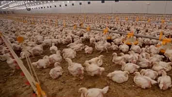 Tehnologie futuristă în agricultură. Găini crescute cu roboți și senzori ultraperformanți