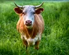 Boală rară, asemănătoare leucemiei umane, confirmată într-o fermă din Bihor. DSVSA: E foarte greu de depistat!