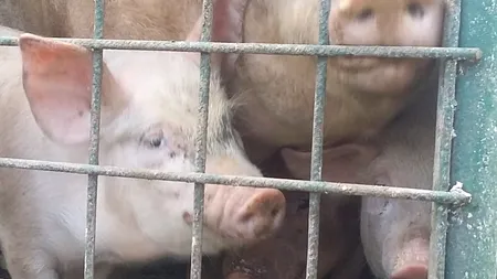 Focar de pestă porcină africană; zeci de mii de animale sacrificate