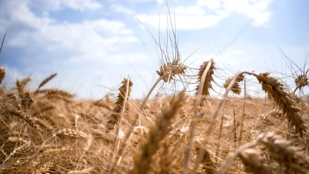 Agricultura dezastrului: Nu există cerere la cereale, iar prețurile au „înghețat”  