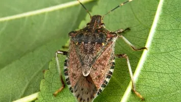 Cum scapi de gândacii urât mirositori care îți invadează casa. Metodă naturală și eficientă