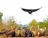 În India, o jumătate de milion de oameni au murit din cauza dispariției unei păsări