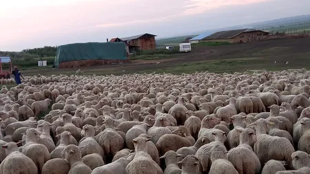 Un oier de 20 ani din Vaslui vrea să muncească pentru el, în România, și să salveze Merinosul de Suseni