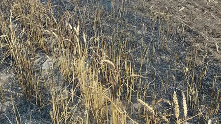 A început recoltatul la grâu, au apărut și incendiile. Ce a pățit un fermier din Călărași