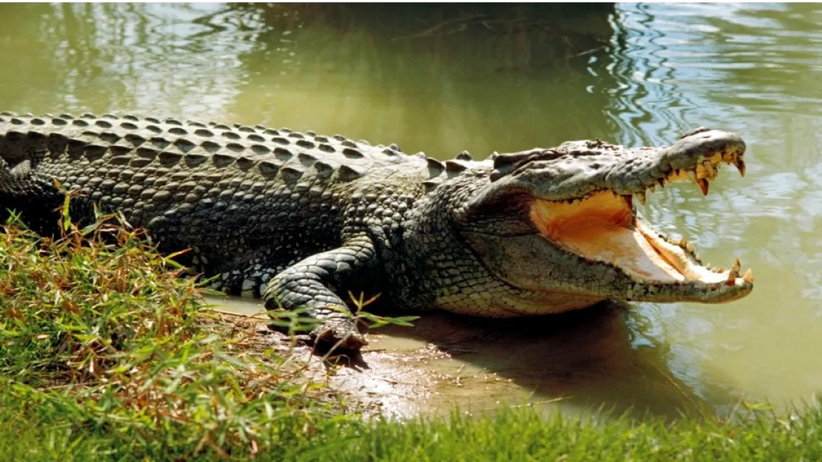 Crocodili în jurul închisorilor? Israel schimbă legea și deschide calea unei măsuri inedite
