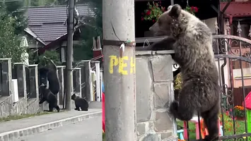 Bușteni: Înviere cu urșii la ușă