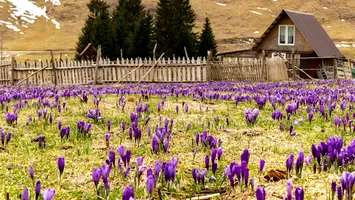 Locul magic din Munții Apuseni. Zona specială, unde poienile sunt mov
