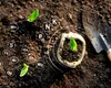 Cele mai bune rețete de fertilizanți naturali