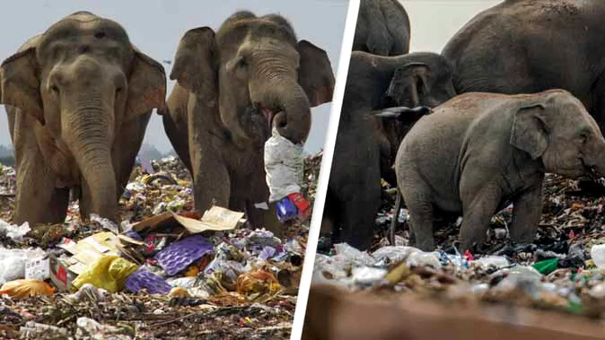 Lumea noastă, imagini terifiante: Elefanți care mănâncă din gunoaie