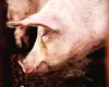 Condamnat la închisoare după ce le-a dat alegătorilor câte un kil de carne şi o bere, ca să voteze cu primarul