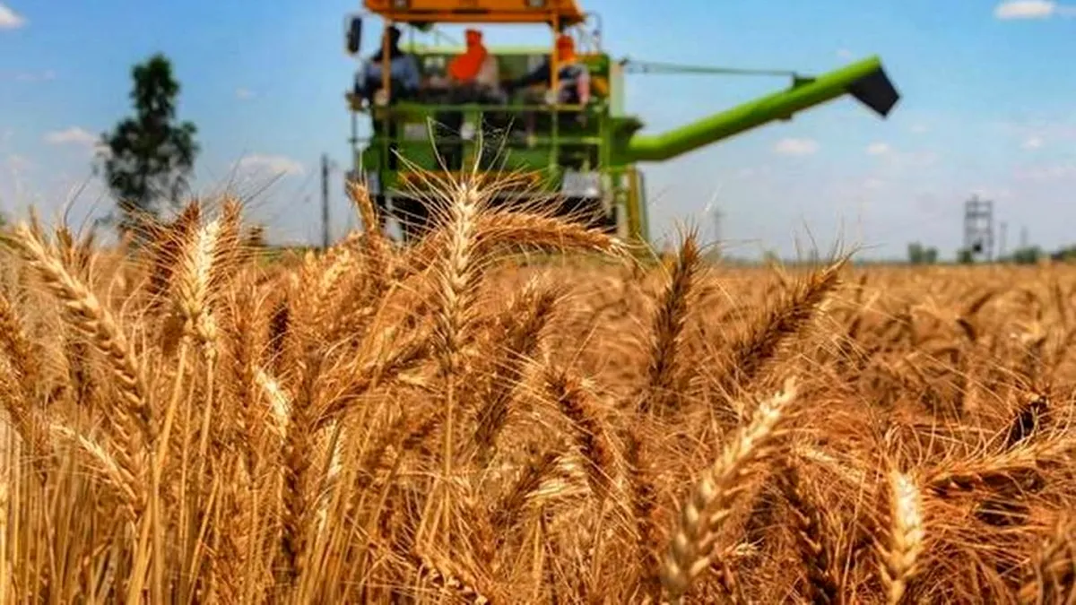 Recolta de cereale din acest an a ajuns la 15 milioane tone, cu un record la producția de grâu