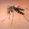 Febra oaselor rupte (dengue) alertează Europa: o consecință a schimbărilor climatice