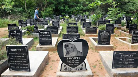 Unde se află cimitirul de animale din România