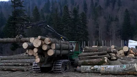 Sistemul prin care statul încearcă să prindă tăietorii de păduri a eșuat! Riscăm sancțiuni grave din partea UE